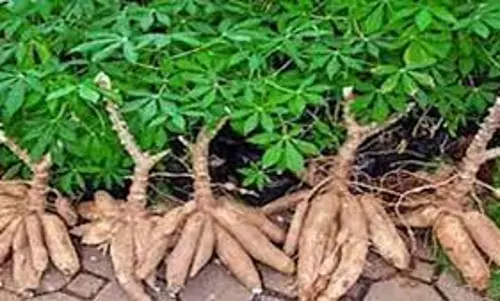 மரவள்ளி கிழங்கு விலை வீழ்ச்சி