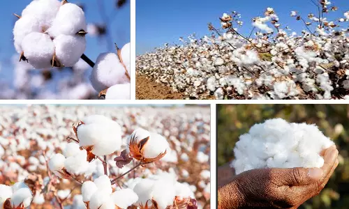 மூலனூர் ஒழுங்குமுறை சந்தையில் ரூ.1.26 கோடிக்கு பருத்தி விற்பனை