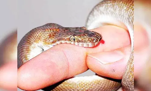 பாம்பு கடித்து விவசாயி பலி