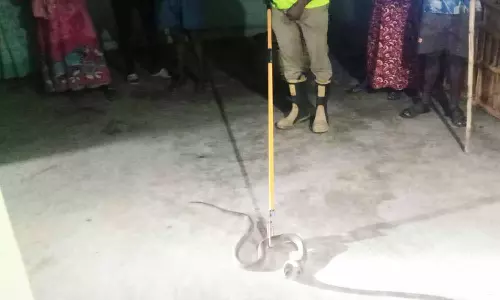 வீட்டிற்குள் புகுந்த 5 அடி நீள பாம்பு பிடிப்பட்டது