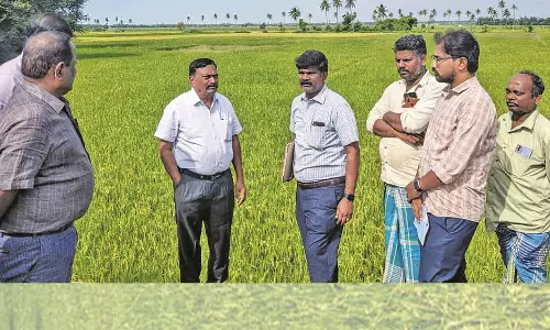 குறுவை வயல்களில் நீர்வளத்துறை அதிகாரி ஆய்வு