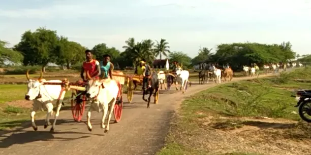 மாட்டு வண்டி எல்கை பந்தையம் மாட்டு வண்டி எல்கை பந்தையம்