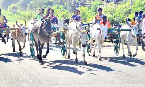 இரட்டை மாட்டு வண்டி பந்தயம்