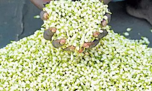 பூக்களின் விலை வீழ்ச்சி