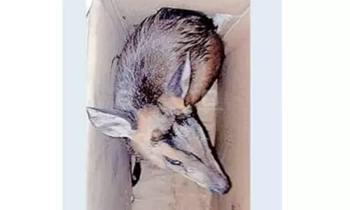 குமுளி அருகே நாய்களிடம் இருந்து காப்பாற்றப்பட்ட மானுக்கு தீவிர சிகிச்சை