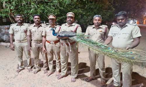 100 அடி கிணற்றில் தவறி விழுந்த ஆண் மயில் மீட்பு