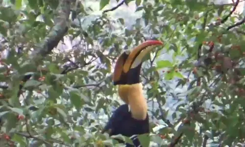 குன்னூரில்  இருவாச்சி பறவைகள் குவிகின்றன