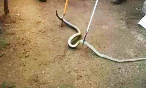 மருந்து கடைக்குள் புகுந்த சாரை பாம்பு