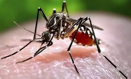 கடலூர் மாவட்டத்தில் 36 பேருக்கு டெங்கு காய்ச்சல் ஒரே வாரத்தில் 5 மடங்கு உயர்வு