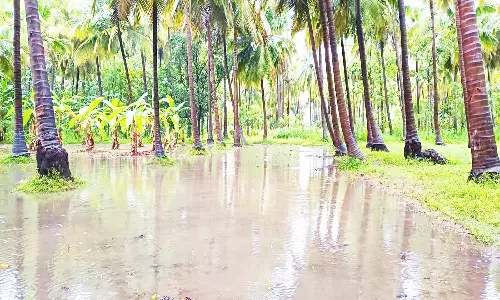 கன மழையால் நிலத்தில் தேங்கிய மழைநீர்