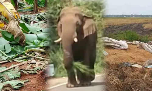 நெல்மூட்டை, வாழைகளை நாசம் செய்த காட்டு யானை