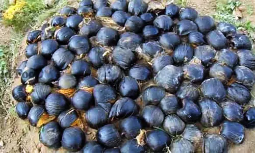 ஒரு லட்சம் பனை விதைகள் நடும் பணி