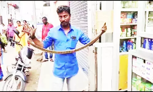 8 அடி நீளமுள்ள சாரை பாம்பு பிடிப்பட்டது