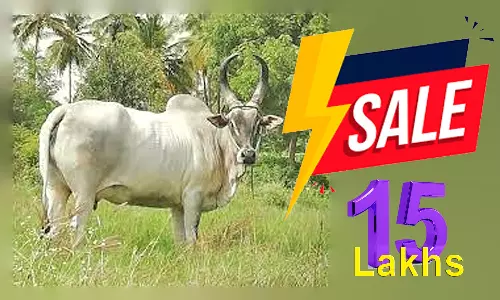 பழையகோட்டையில் காங்கேயம் இன மாடுகள்-  ரூ.15 லட்சத்துக்கு விற்பனை