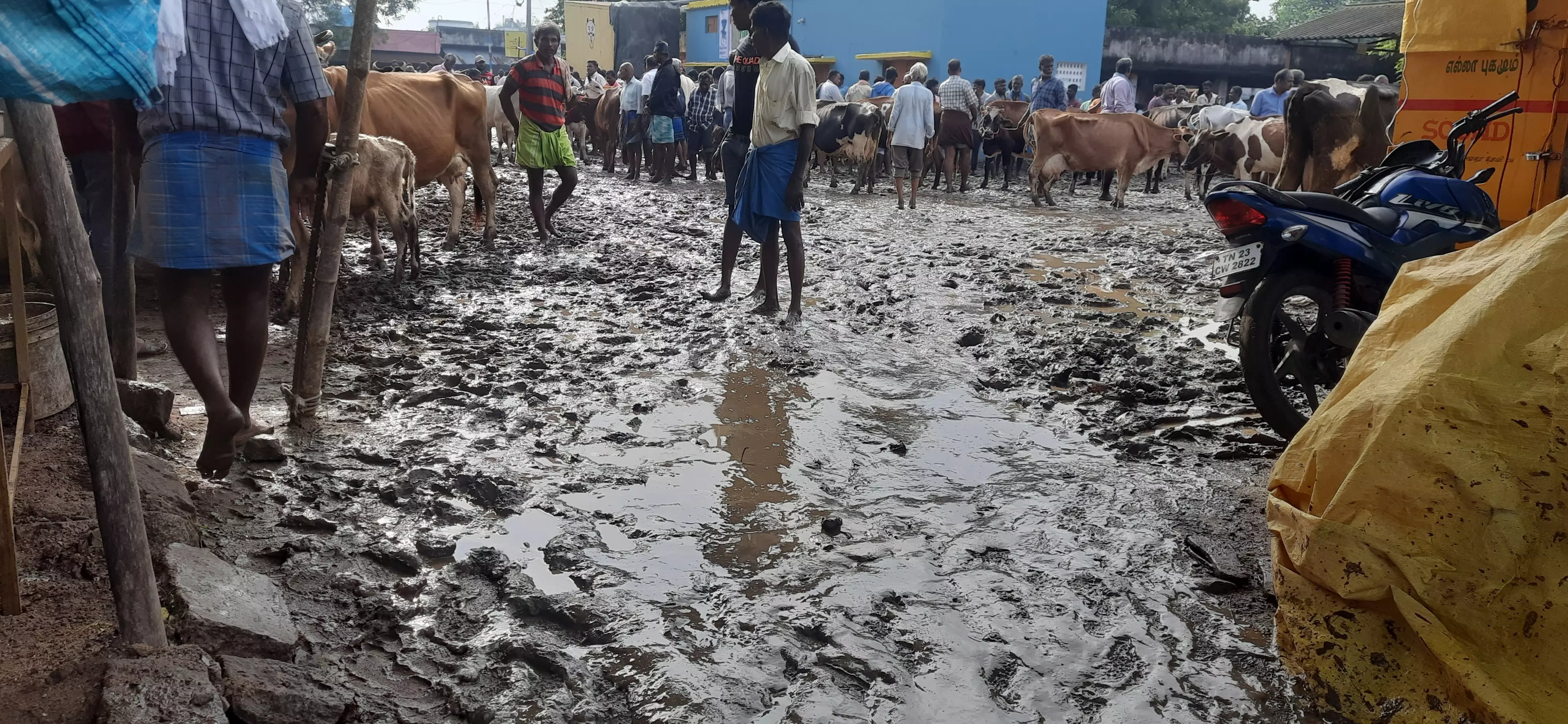 பொய்கை மாட்டு சந்தையில் சேரும், சகதியுமாய் கிடக்கும் அவலம் பொய்கை மாட்டு சந்தையில் சேரும், சகதியுமாய் கிடக்கும் அவலம்
