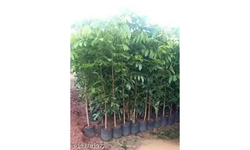 விவசாயிகள் உழவன் செயலி மூலம் மரக்கன்றுகளை இலவசமாக பெறலாம் விவசாயிகள் உழவன் செயலி மூலம் மரக்கன்றுகளை இலவசமாக பெறலாம்