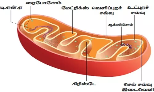 மைட்டோகாண்ட்ரியா பாதிப்பும், கருவுறுவதில் ஏற்படும் சிக்கலும்...!