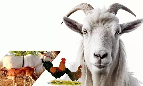 மழைக்கால நோய்களில் இருந்து கால்நடைகளை பாதுகாப்பது எப்படி? விவசாயிகளுக்கு  அதிகாரிகள் அறிவுரை