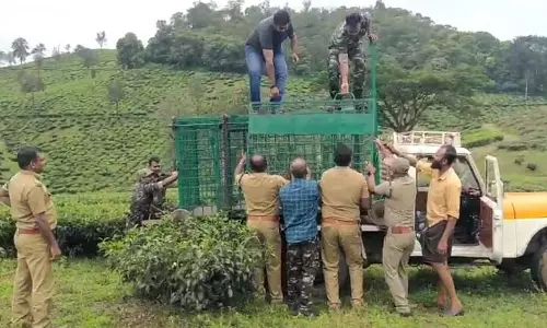 கூடலூர் அருகே சிறுத்தையை பிடிக்க தேயிலை தோட்டத்தில் கூண்டு அமைப்பு