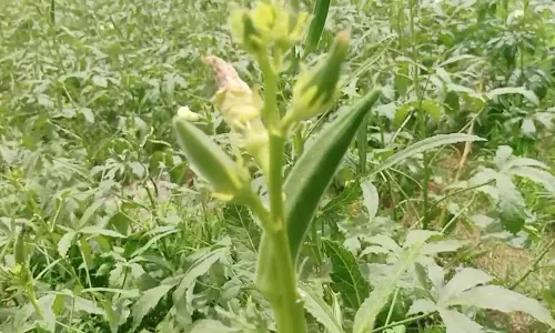 போடி : போதிய விலை இல்லாததால்  செடியிலேயே பழுத்து வீணாகும் வெண்டை, சீனி அவரைக்காய்