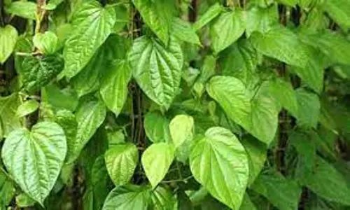 கரூர் பகுதியில் அறுவடை செய்யப்படாத வெற்றிலை