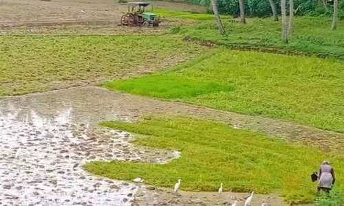 குமரி மாவட்டத்தில் கும்பப்பூ சாகுபடி பணியில் விவசாயிகள் தீவிரம்