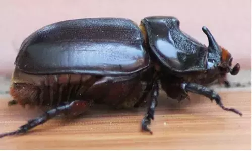 திருவட்டார் அருகே விஷ வண்டுகள் கடித்து கட்டிட தொழிலாளி சாவு