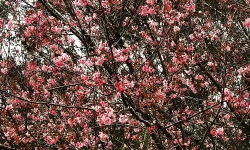 கொடைக்கானலில் 2ம் சீசனை வரவேற்க பூத்து குலுங்கும் ப்ரூனஸ் மலர்கள்