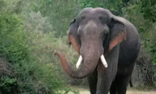 வாகனங்களை வழிமறித்த காட்டு யானை