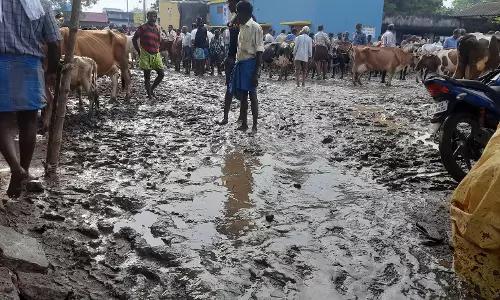 பொய்கை மாட்டு சந்தையில் சேரும், சகதியுமாய் கிடக்கும் அவலம்