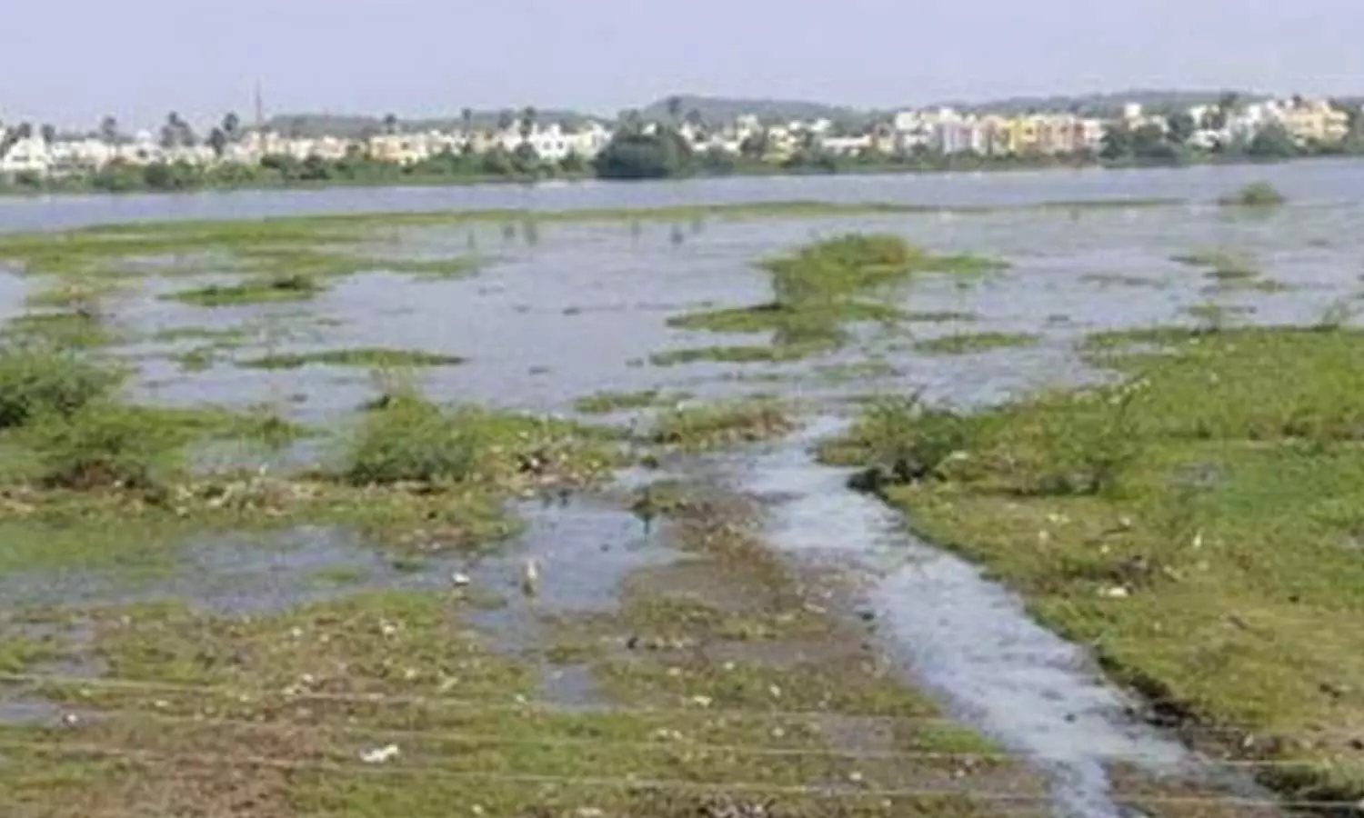 செம்பாக்கம் ஏரியில் உலோக மாசுகள் அதிகரிப்பு- சென்னை ஐ.ஐ.டி. ஆய்வில் தகவல்