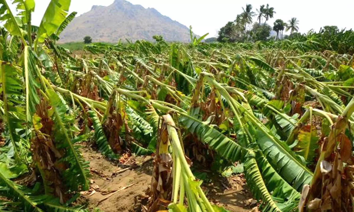 அன்னூர் சுற்றுவட்டார பகுதிகளில் கனமழை அன்னூர் சுற்றுவட்டார பகுதிகளில் கனமழை