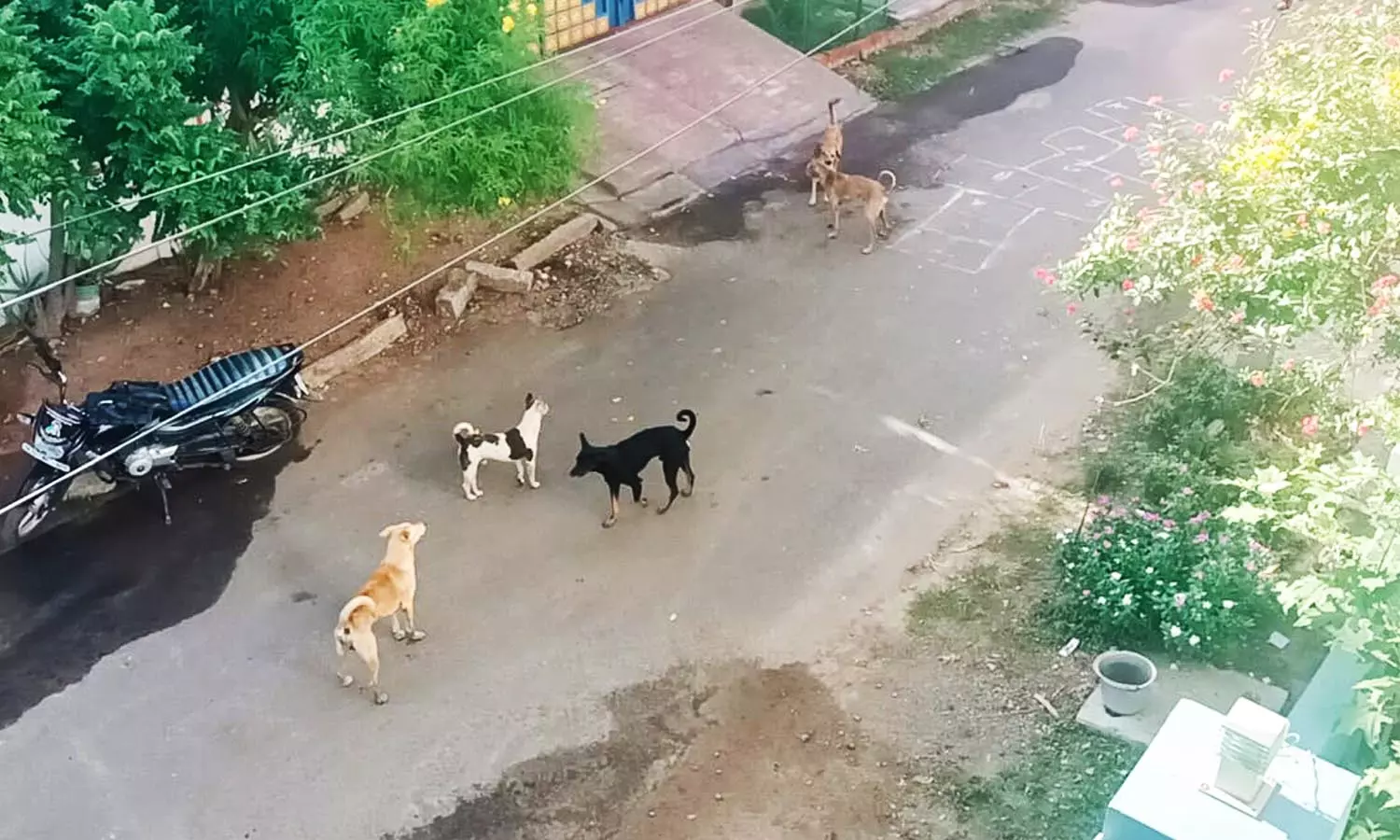 தச்சநல்லூரில் நாய்கள் தொல்லை அதிகரிப்பு- நடவடிக்கை எடுக்க மக்கள் கோரிக்கை