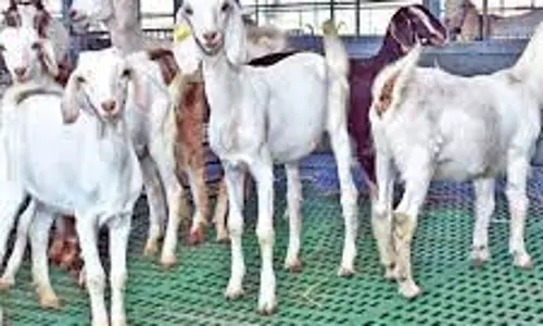 இலவச வெள்ளாடு வளர்ப்பு பயிற்சி பெற அழைப்பு