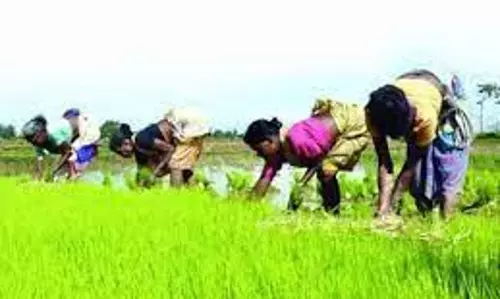 பயிர் காப்பீடு செய்ய விவசாயிகளுக்கு அழைப்பு