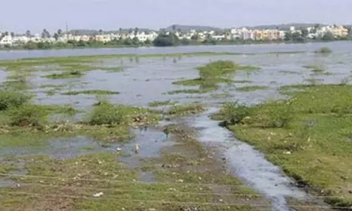 செம்பாக்கம் ஏரியில் உலோக மாசுகள் அதிகரிப்பு- சென்னை ஐ.ஐ.டி. ஆய்வில் தகவல்