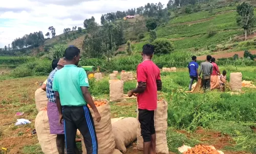 கேரட் கொள்முதல் விலைவீழ்ச்சி கோத்தகிரி விவசாயிகள் கவலை