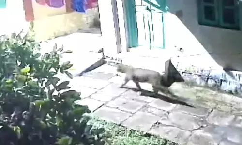 குன்னூரில் சிறுத்தைப்புலி நடமாட்டம்