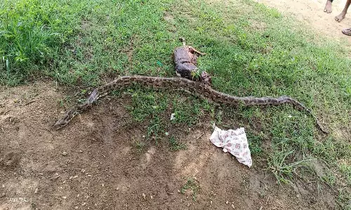 புள்ளிமானை விழுங்கிய மலைப்பாம்பு