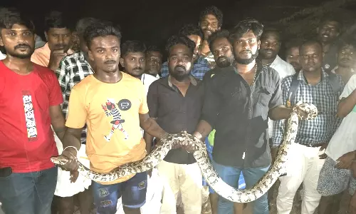 அன்னூர் அருகே  8 அடி நீளமுள்ள மலைப்பாம்பு மீட்பு