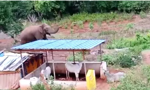 மேட்டுப்பாளையம் அருகே பழங்குடியின கிராமத்தில் சுற்றித்திரியும் ஒற்றைக்காட்டு யானை