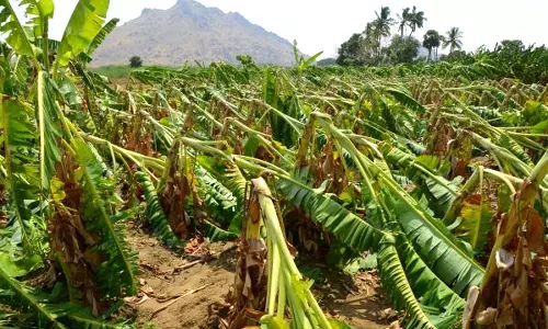 அன்னூர் சுற்றுவட்டார பகுதிகளில் கனமழை