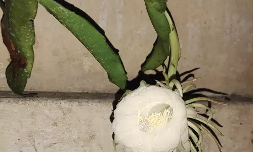 அன்னூர் அருகே பூசாரி வீட்டில் பூத்து குலுங்கிய பிரம்மகமலம் மலர்