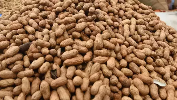 நிலக்கடலைகாய் ரூ. 8.44 லட்சத்துக்கு ஏலம்