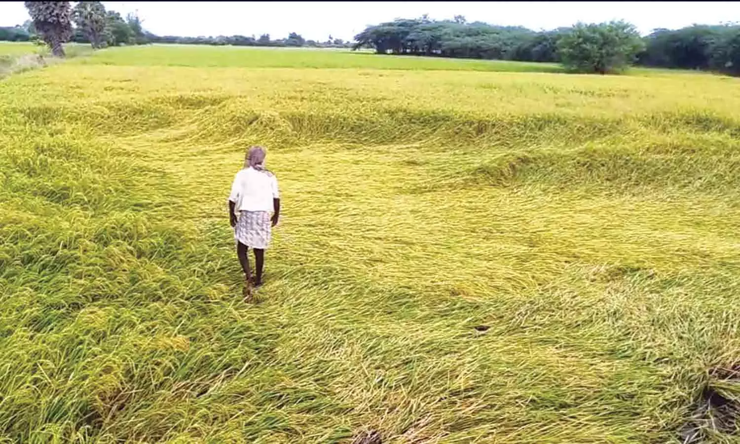 அறுவடைக்கு தயாரான இருந்த 500 ஏக்கர் நெற்பயிர்கள் சேதம் அறுவடைக்கு தயாரான இருந்த 500 ஏக்கர் நெற்பயிர்கள் சேதம்