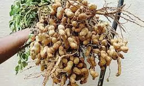 நிலக்கடலை காய் ரூ.8.44லட்சத்துக்கு விற்பனை