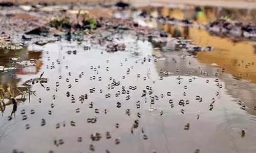 திருவேற்காட்டில் டெங்கு கொசு ஒழிப்பு: ஒரே நாளில் ரூ.60 ஆயிரம் அபராதம் விதிப்பு