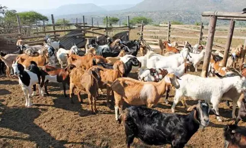 ஆடு வளர்ப்பில் லாபம் பெறுவது எப்படி?