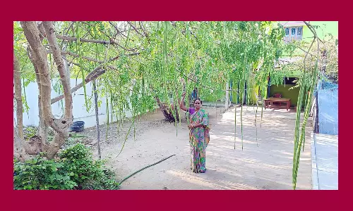 முருங்கைக்காய் விளைச்சல் அதிகரிப்பு