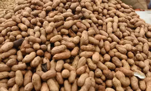 நிலக்கடலைகாய் ரூ. 8.44 லட்சத்துக்கு ஏலம்